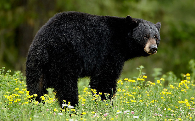 Marathon runner Attacked: Woman Attacked By Black Bear